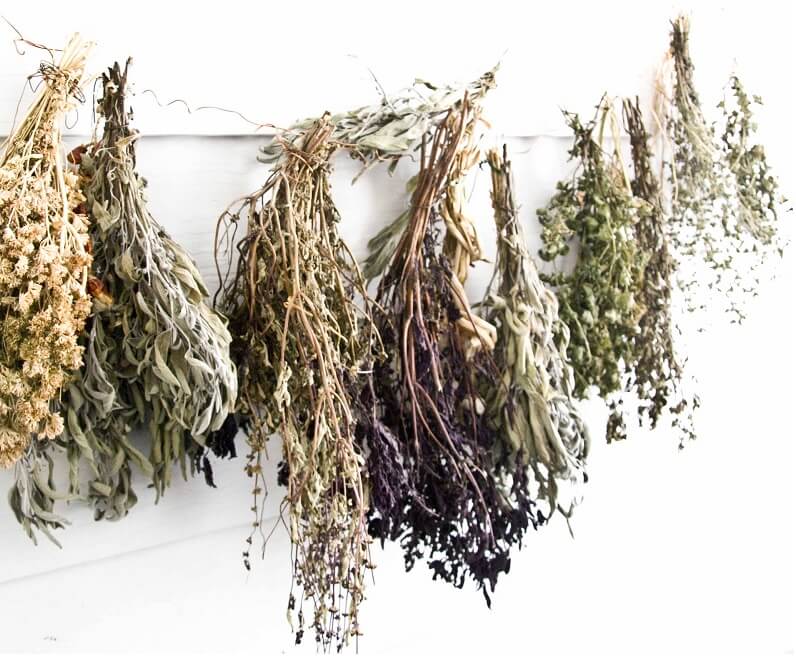 Zioła na odporność: naturalne sposoby na wzmocnienie organizmu zimą