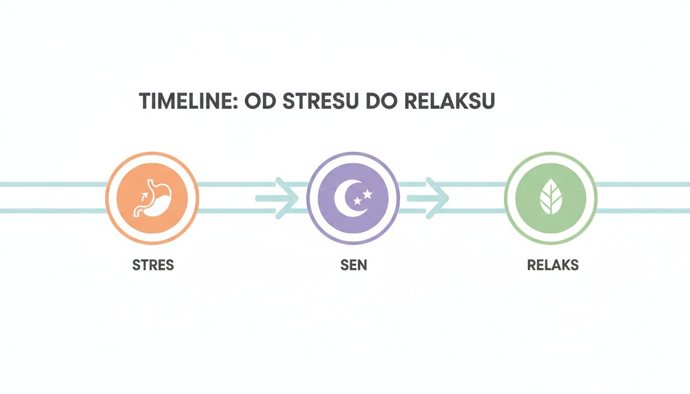 Grafika przedstawiająca oś czasu: od stresu (ikona żołądka) przez sen (ikona księżyca i gwiazd) do relaksu (ikona liścia).
